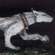 Wardog