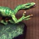 Velociraptor